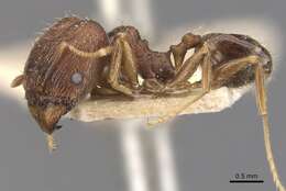 Image of Pheidole coonoorensis