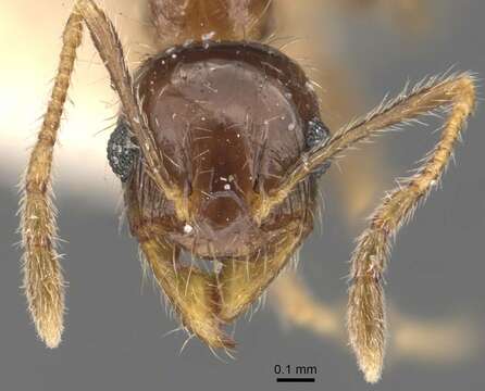 Image of Pheidole indica Mayr 1879