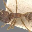 Pheidole cairnsiana Forel 1902 resmi