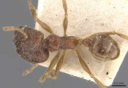 Image of Pheidole cairnsiana Forel 1902