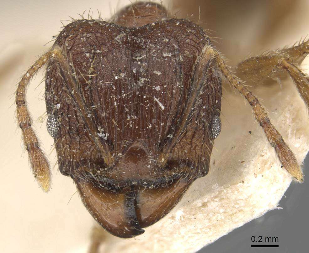 Image of Pheidole cairnsiana Forel 1902