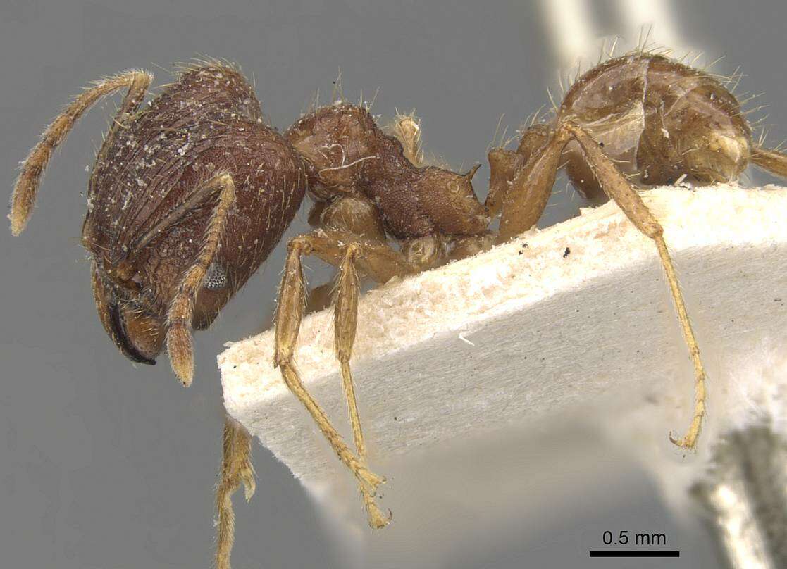 Image of Pheidole cairnsiana Forel 1902