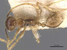 Image of Pheidole cairnsiana Forel 1902