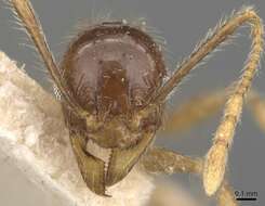 Image of Pheidole cairnsiana Forel 1902