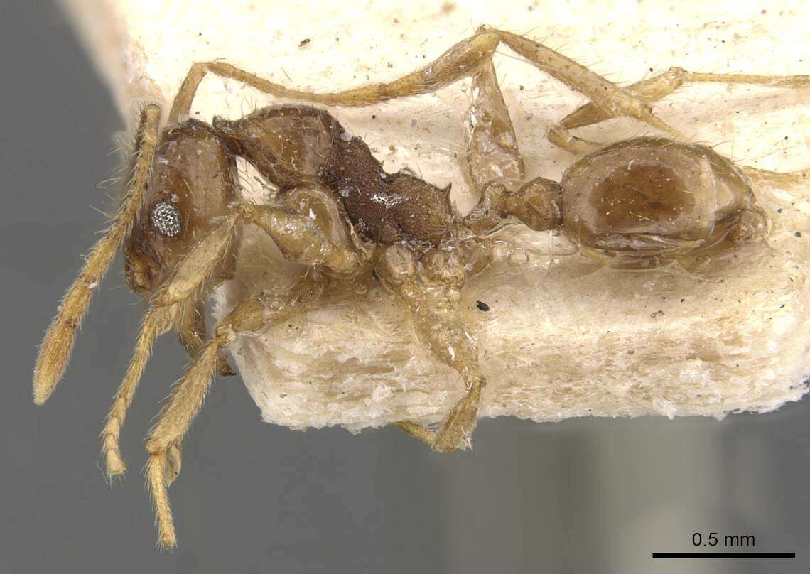 Image of Pheidole cairnsiana Forel 1902