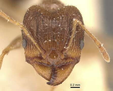 Image of Pheidole indica Mayr 1879