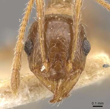 Image of Pheidole indica Mayr 1879