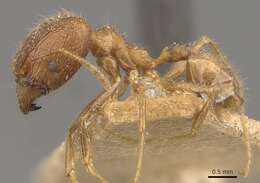 Image of Pheidole multidens Forel 1902