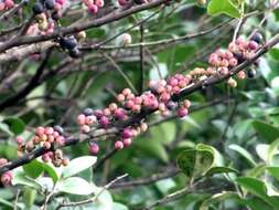 Image of Memecylon umbellatum Burm. fil.