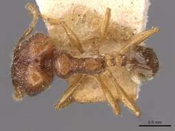 Image of Pheidole rogersi Forel 1902