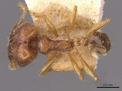 Image of Pheidole rogersi Forel 1902