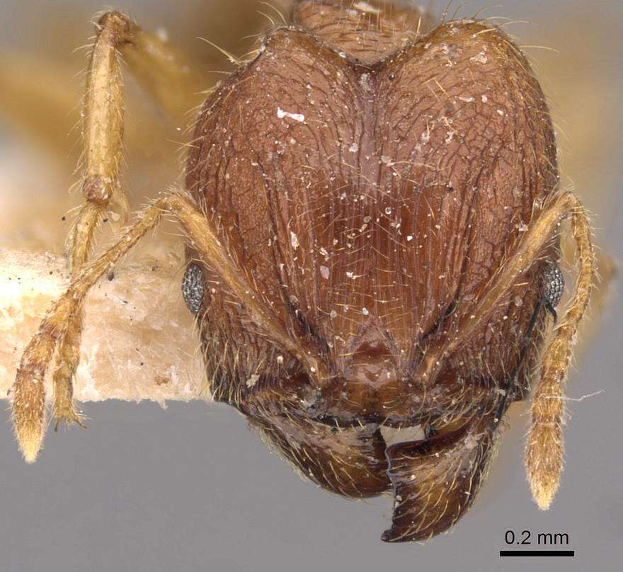 Image of Pheidole rogersi Forel 1902