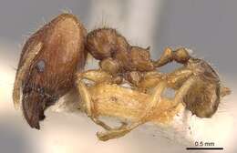 Image of Pheidole rogersi Forel 1902