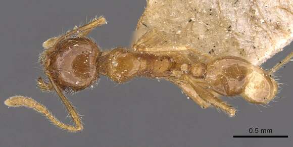 Image of Pheidole rogersi Forel 1902