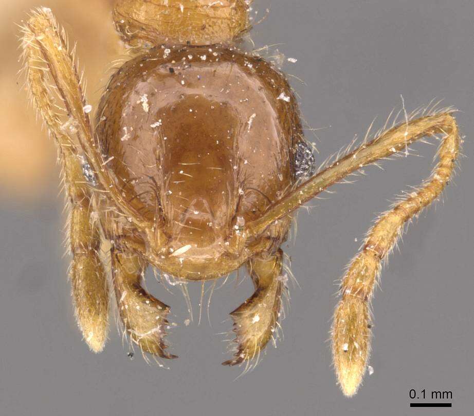 Image of Pheidole rogersi Forel 1902