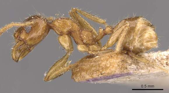 Image of Pheidole rogersi Forel 1902