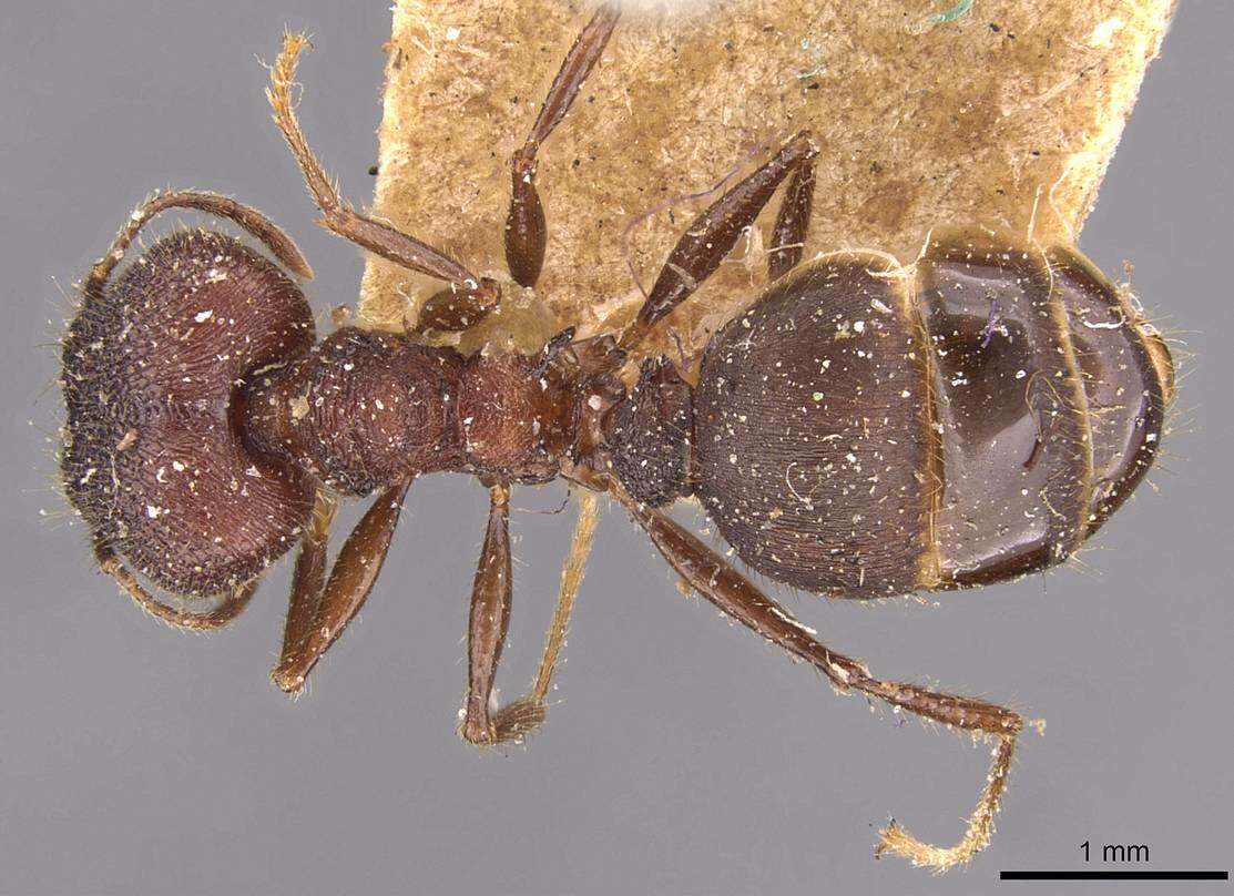 Image of Pheidole spathifera Forel 1902