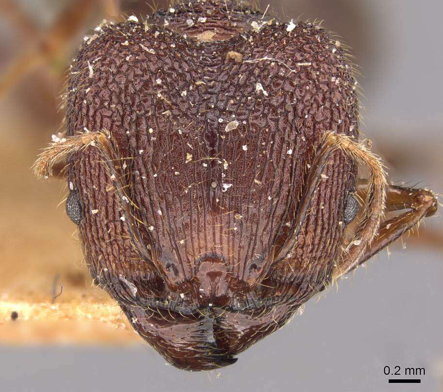 Image of Pheidole spathifera Forel 1902