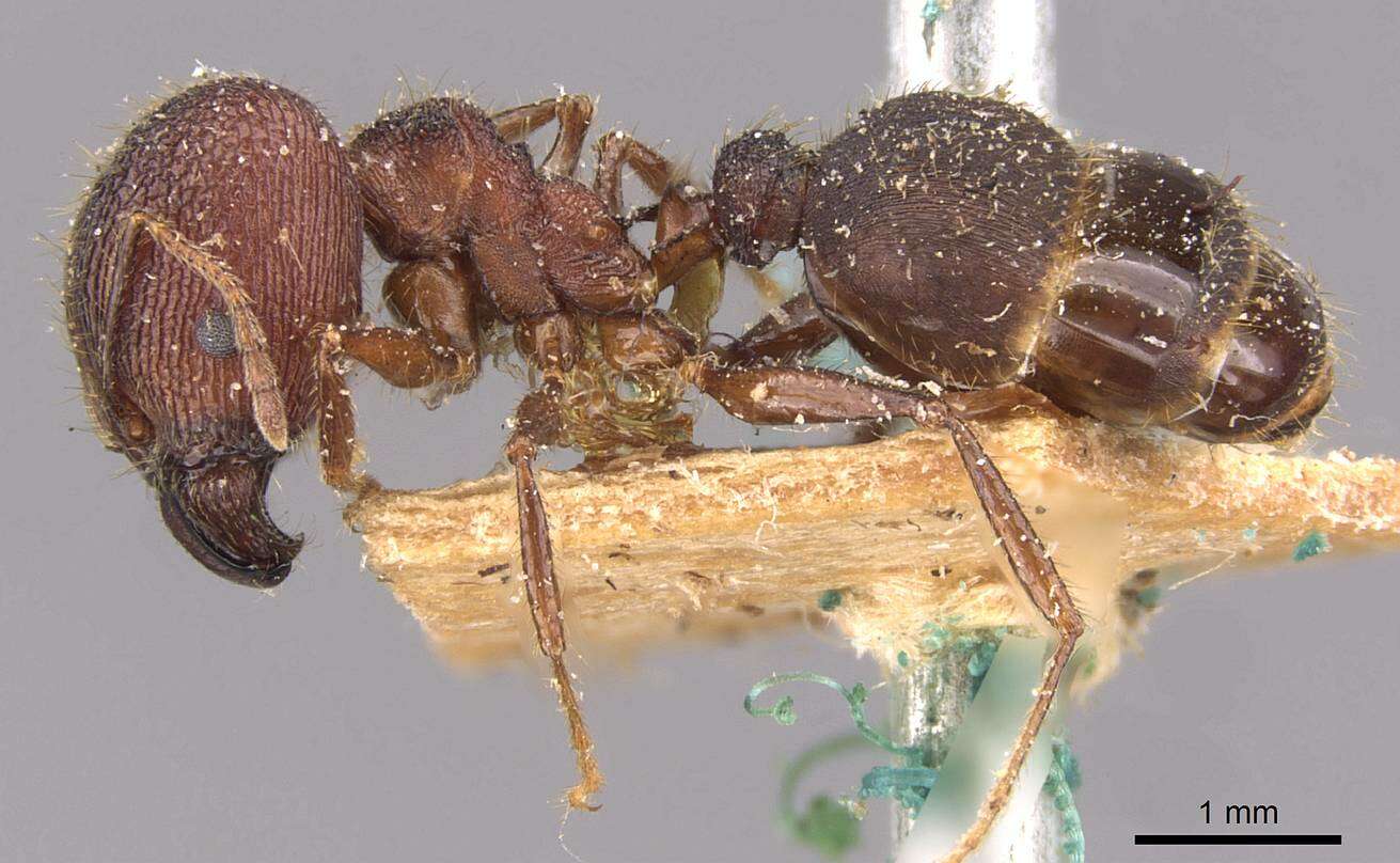 Image of Pheidole spathifera Forel 1902