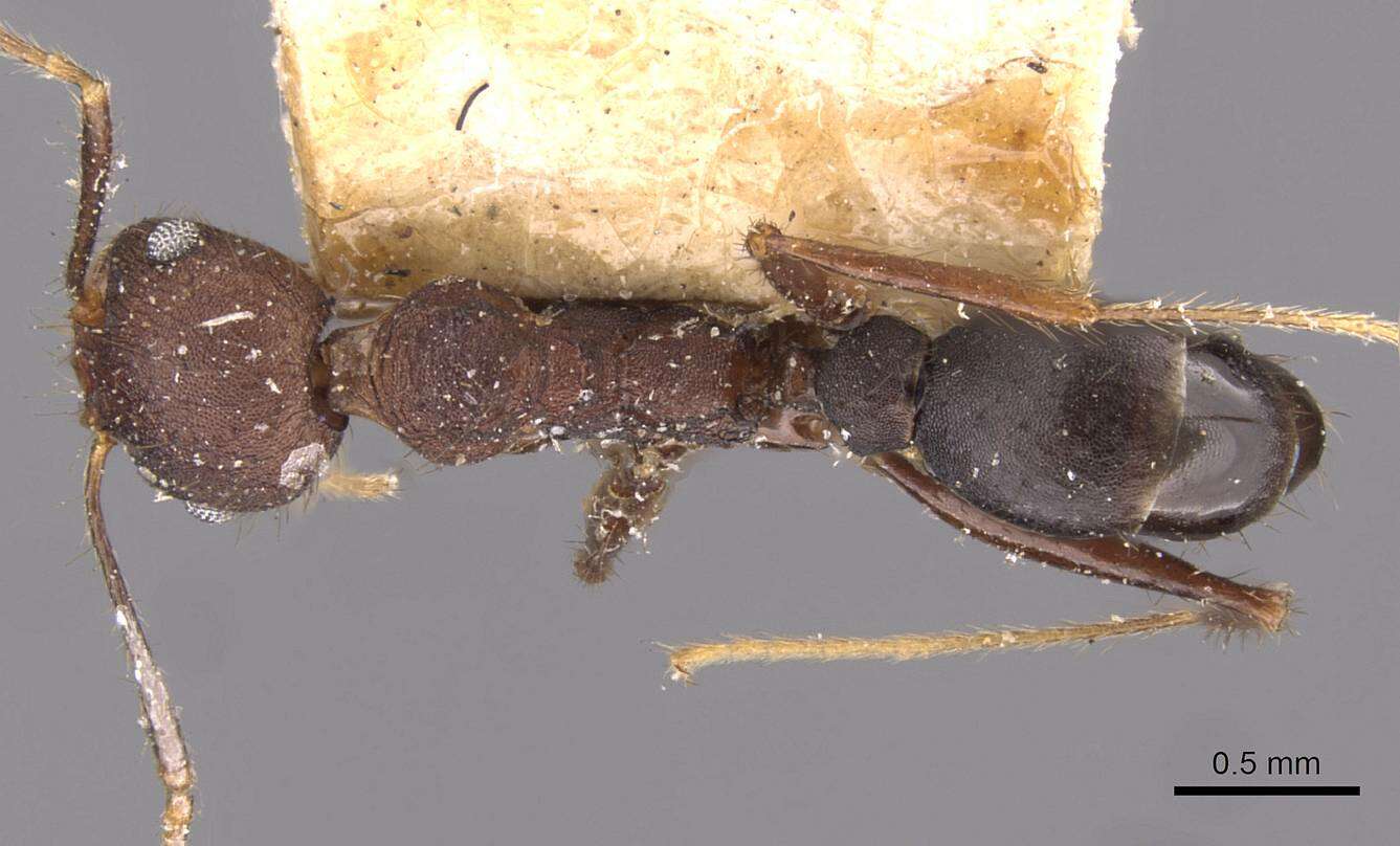 Image of Pheidole spathifera Forel 1902