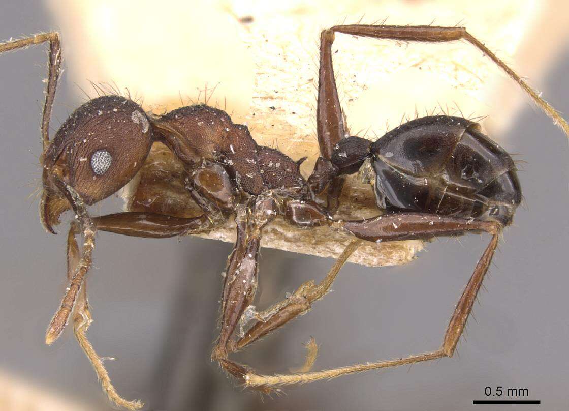 Image of Pheidole spathifera Forel 1902