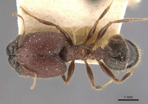 Image de Pheidole wroughtonii Forel 1902