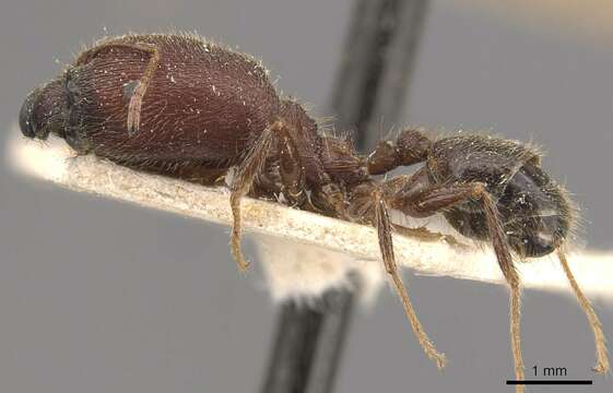 Image de Pheidole wroughtonii Forel 1902