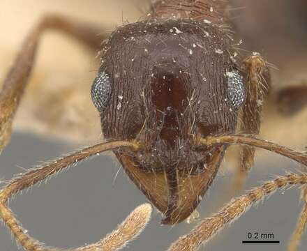 Image de Pheidole wroughtonii Forel 1902