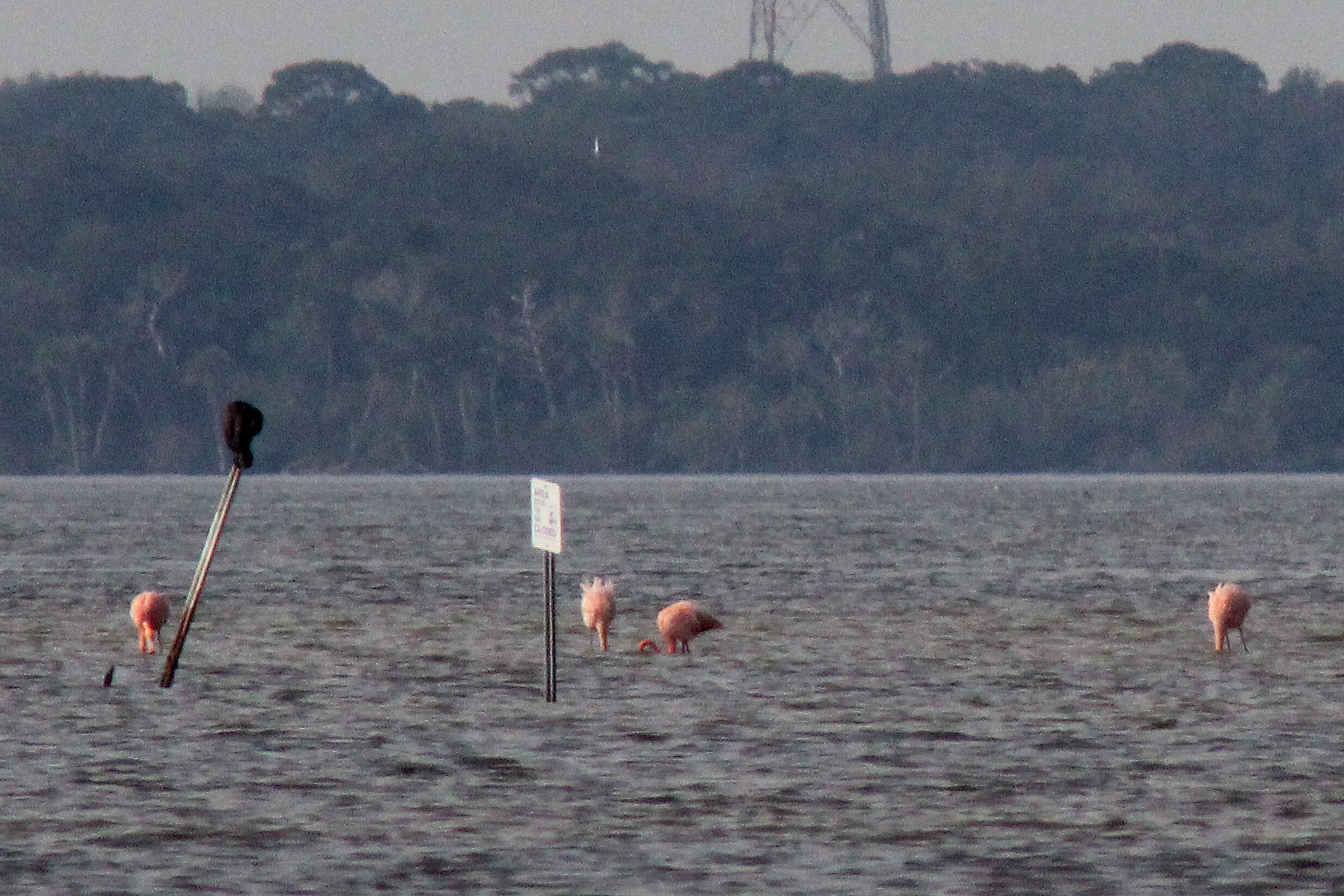 Imagem de Phoenicopterus ruber Linnaeus 1758