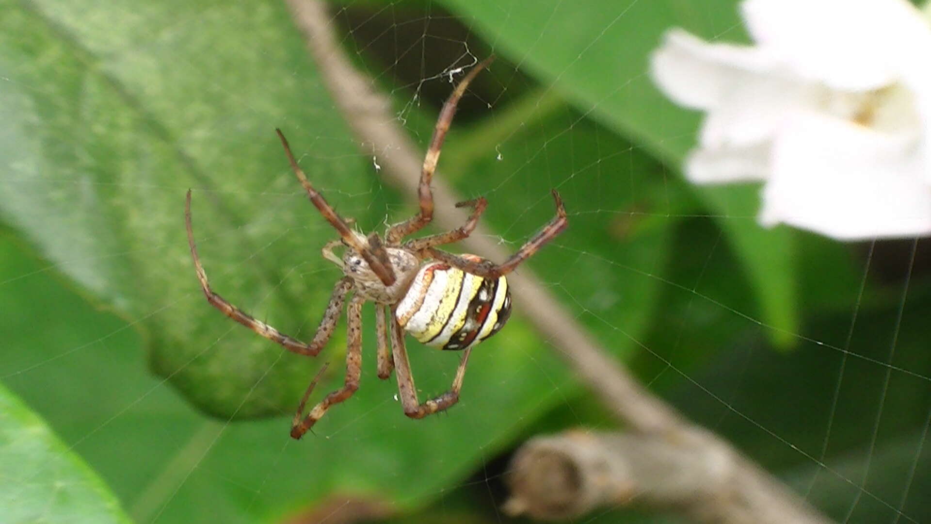 Imagem de Argiope minuta Karsch 1879