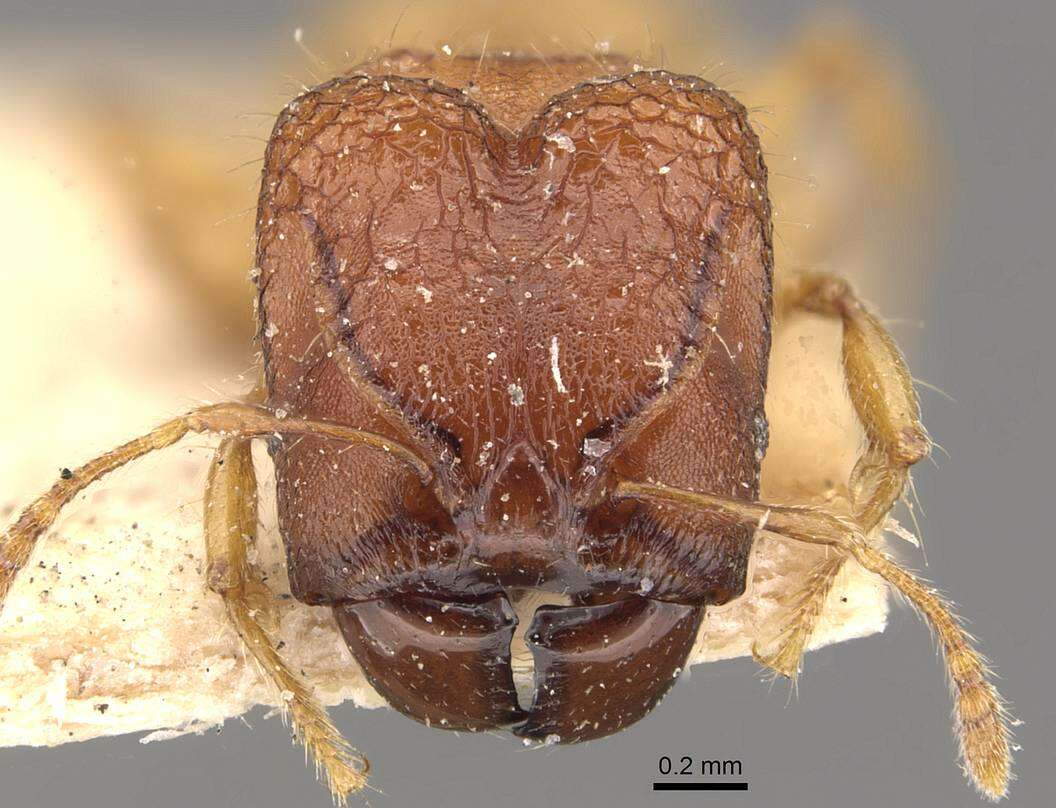 Pheidole aristotelis Forel 1911的圖片