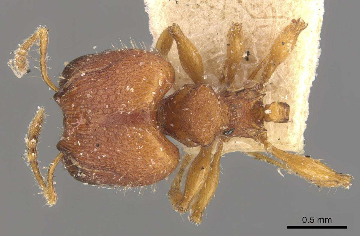 Image of Pheidole nodgii Forel 1905