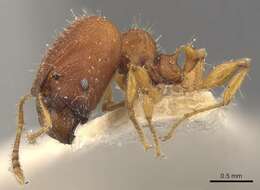 Image of Pheidole nodgii Forel 1905