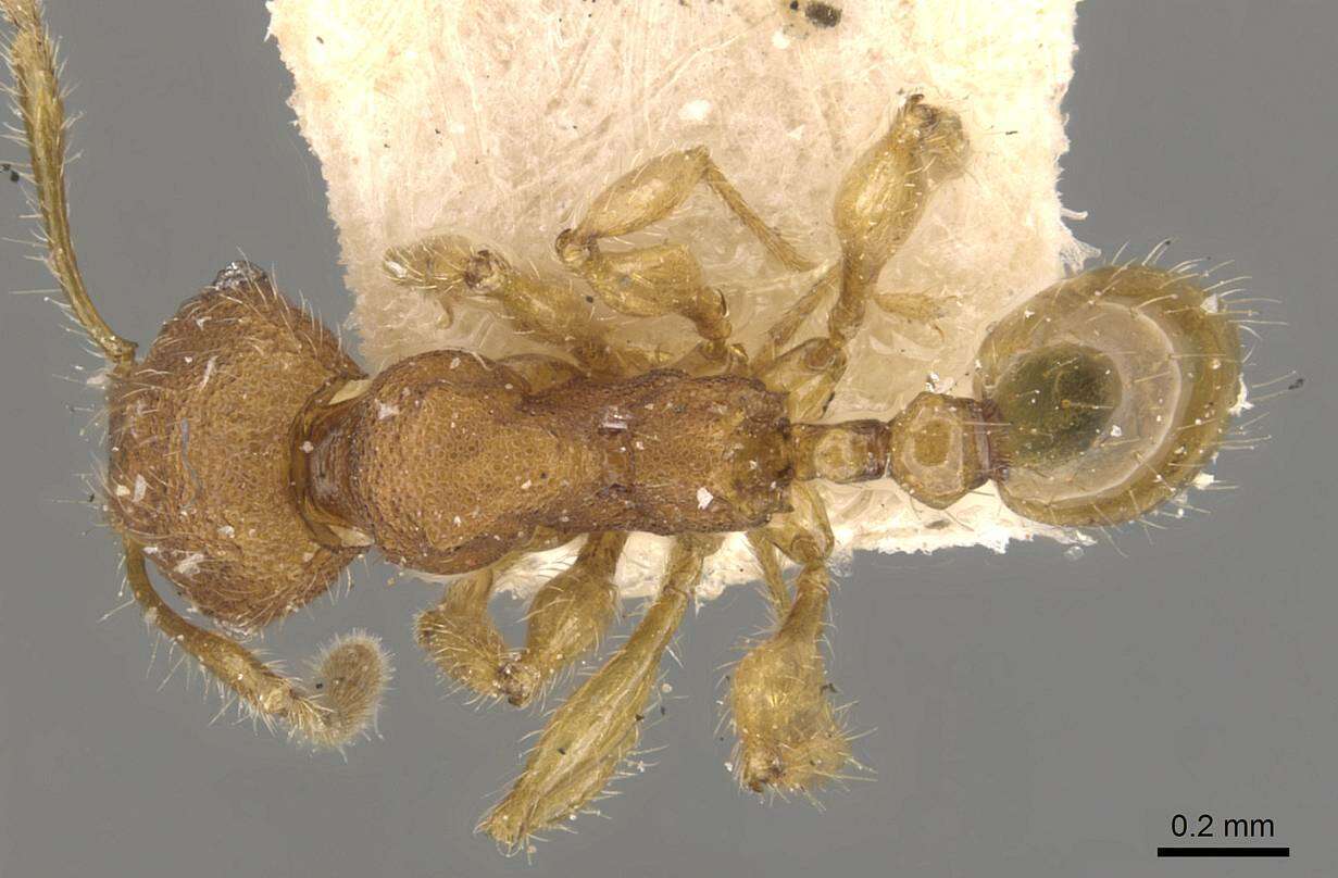 Image of Pheidole nodgii Forel 1905