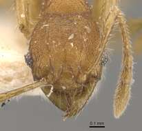 Image of Pheidole nodgii Forel 1905