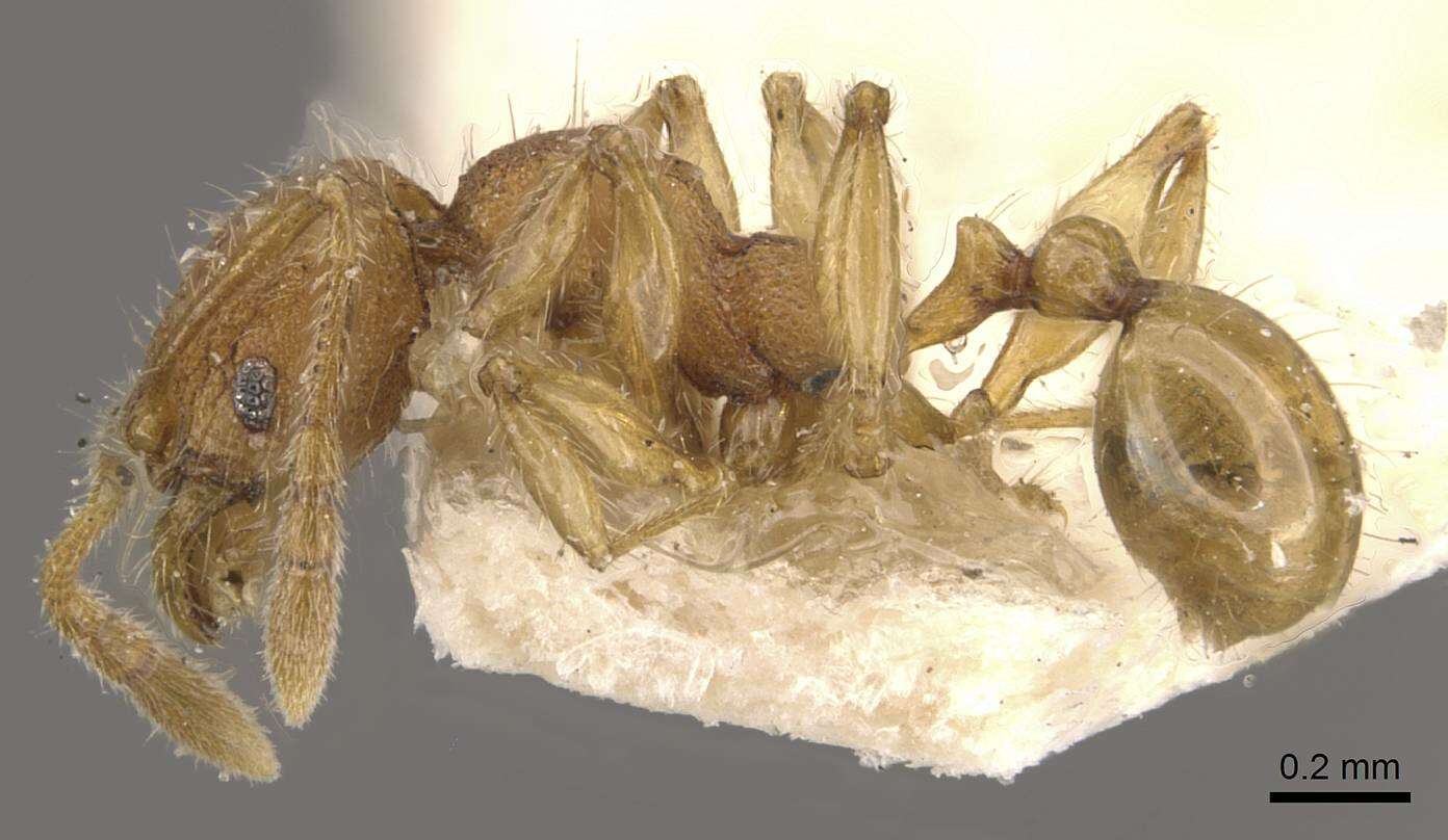 Image of Pheidole nodgii Forel 1905