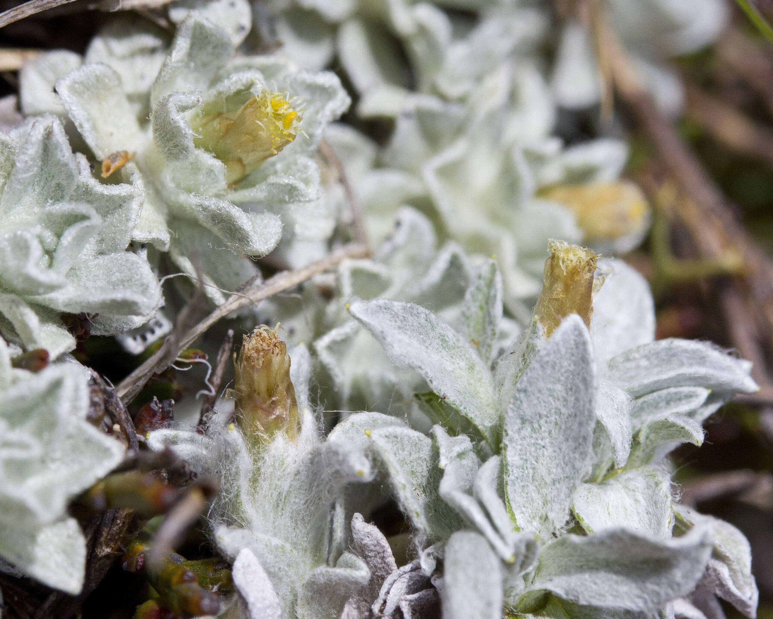 Image of Argyrotegium nitidulum (Hook. fil.) J. M. Ward & Breitw.