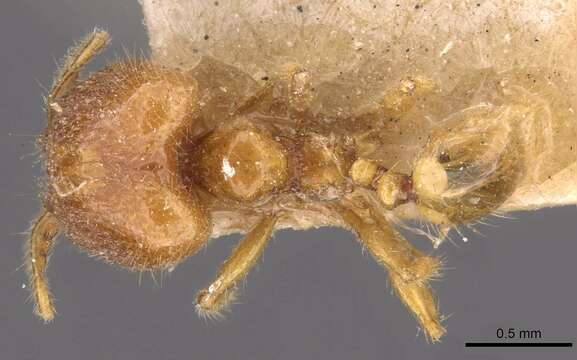 Image of <i>Pheidole sarawakana</i>