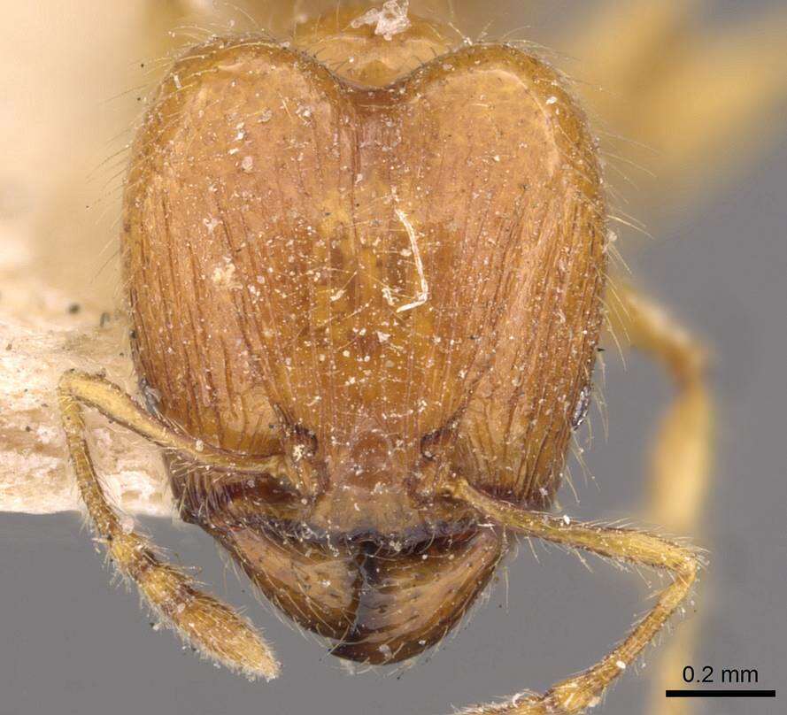 Plancia ëd <i>Pheidole sarawakana</i>