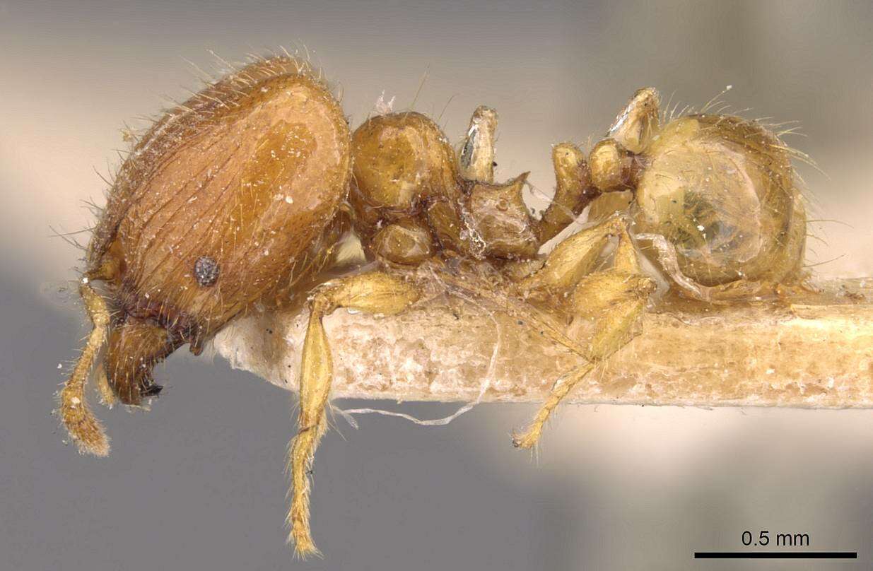 Plancia ëd <i>Pheidole sarawakana</i>