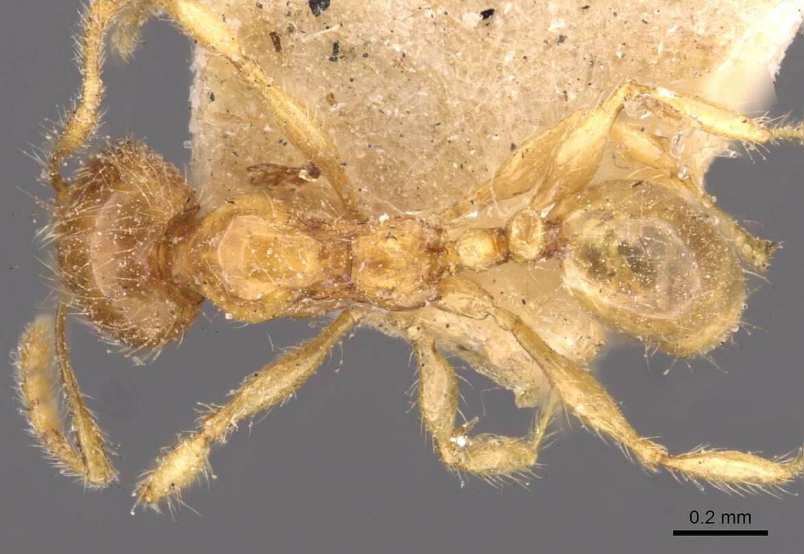 Plancia ëd <i>Pheidole sarawakana</i>