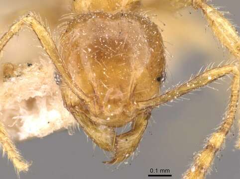 Image of <i>Pheidole sarawakana</i>