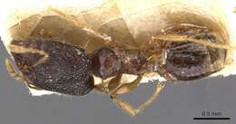 Pheidole templaria Forel 1902 resmi