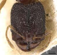 Pheidole templaria Forel 1902 resmi