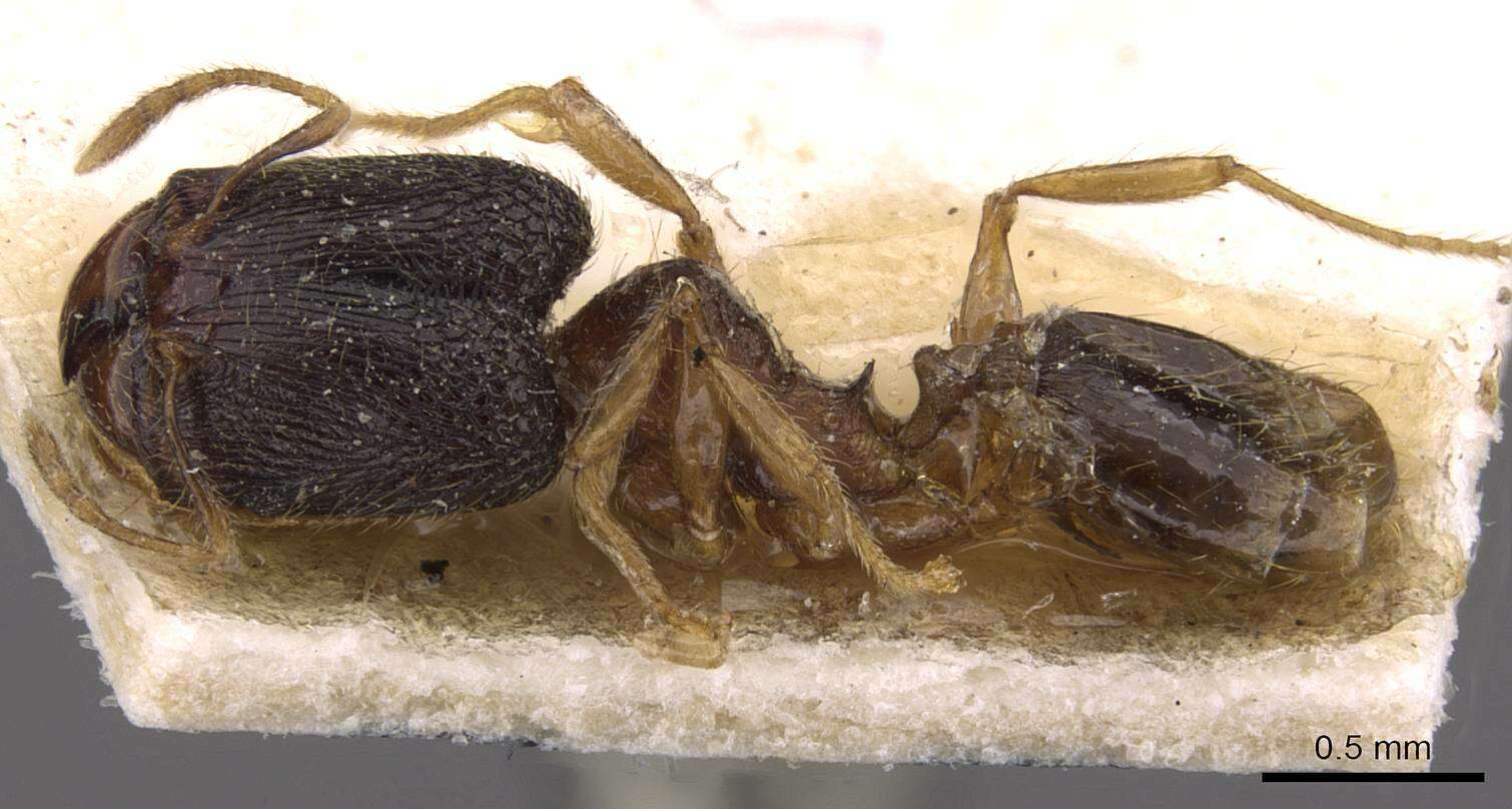 Pheidole templaria Forel 1902 resmi