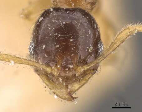 Pheidole watsoni Forel 1902 resmi