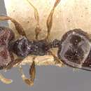 Image de Pheidole anthracina Forel 1902