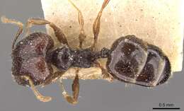 Pheidole anthracina Forel 1902 resmi