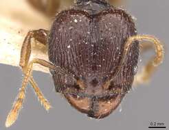 Pheidole anthracina Forel 1902 resmi