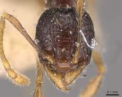 Pheidole anthracina Forel 1902 resmi